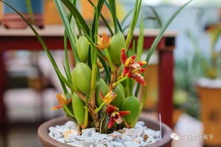 无患子：古老神奇的植物