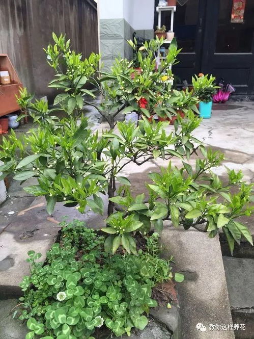 门前种什么树镇宅旺财？这棵树竟有神奇功效
