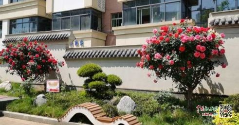 月季大道， 城市名片展示南昌之美