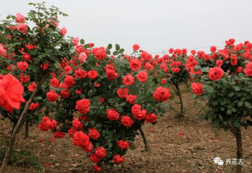 树状月季开花的秘密大揭秘！