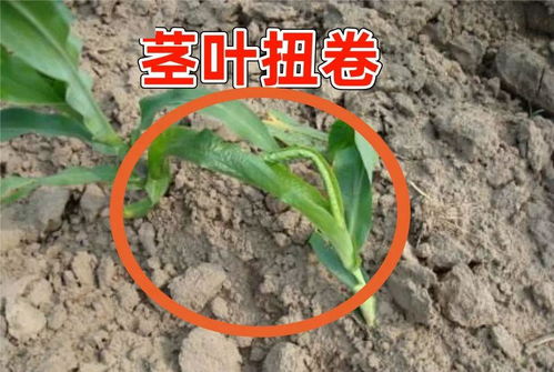 心叶卷曲， 玉米芽的无奈