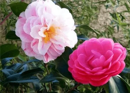 六七月份， 花儿们的狂欢时光