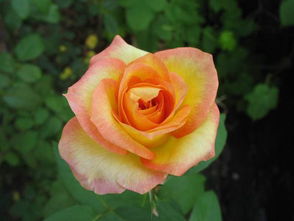 南阳石桥的月季风情