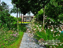 实用篇：花草选择，实用又美观