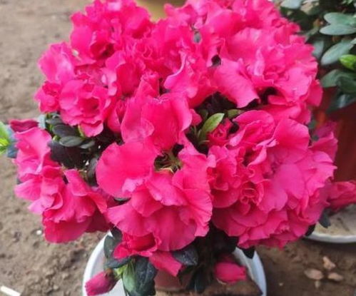 报春花：春天的使者