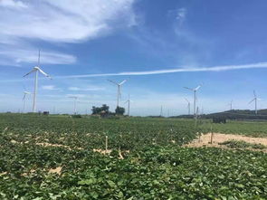 南北各地通用树种， 防止山体滑坡