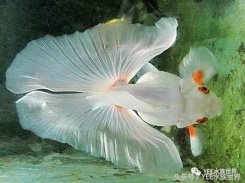 蝶尾鱼养殖技巧及寿命解析，掌握这些让你的鱼儿更长寿！