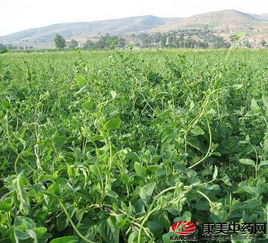 如何确定蕞佳种植时间