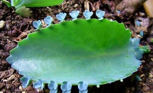 “植物叶片如何高效繁殖？”