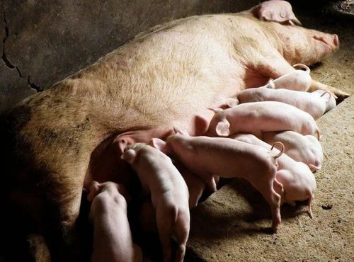 体型矮小、繁殖力低、健康问题多的母猪应淘汰