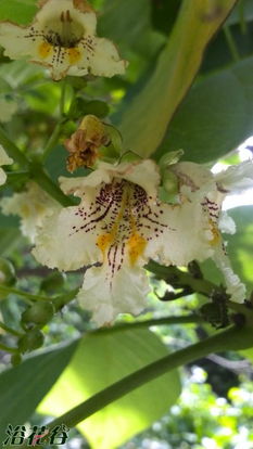 街头奇遇， 白色花开成海