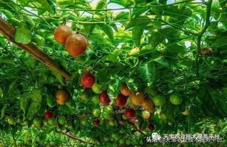 使用农药，注意事项多