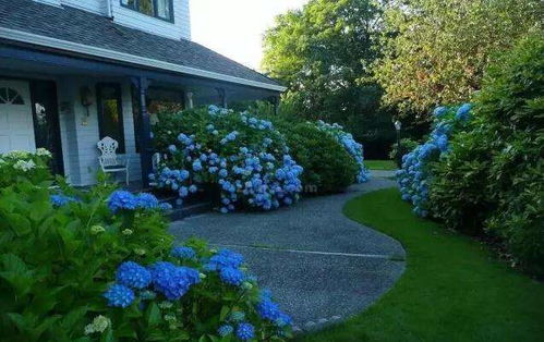 庭院里的绿色精灵：常年生草本花推荐