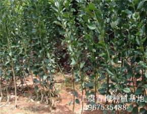 红梅树苗的种植地选择