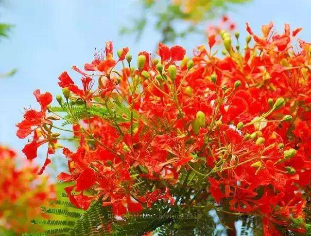 凤凰花绽放时镜头对准花蕊