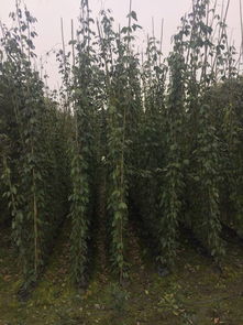 冬天种植油麻藤，可行吗？