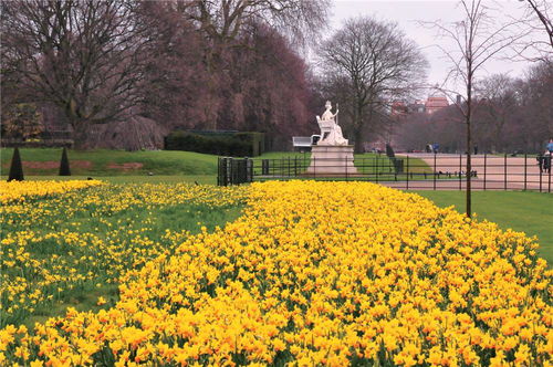园林中的水仙价值