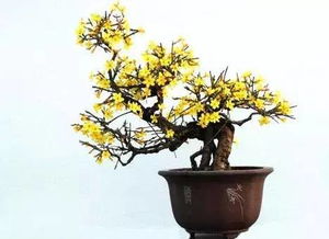 迎春花的移植时机揭秘