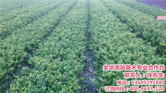 草甘膦的成分和作用机制