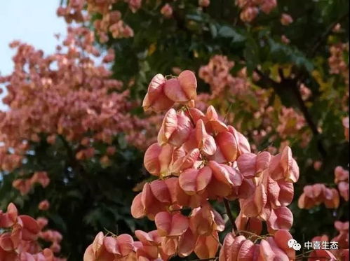 植株大小，也有讲究