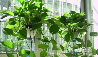 心叶藤和绿萝有什么区别？在养殖方法和注意事项上有哪些不同