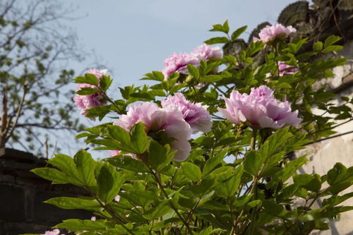 二、 牡丹的栽培技巧