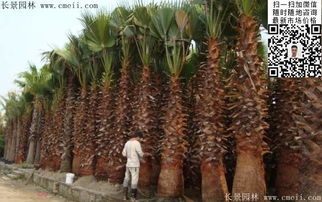 四、园林绿地：草坪植物的合理配置