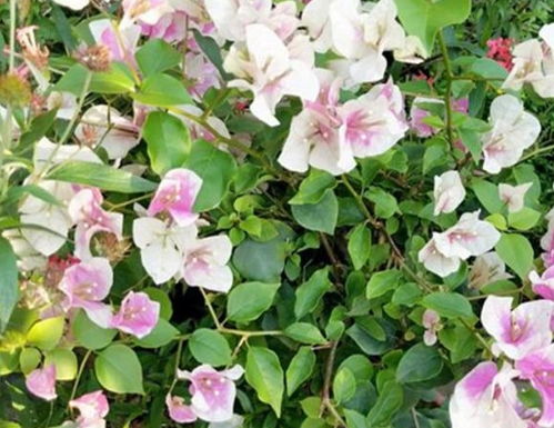 修剪技巧， 花开梗美