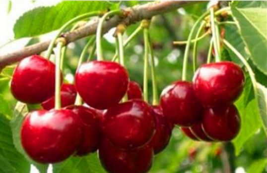 致命误区预警：种子处理工具平替方案