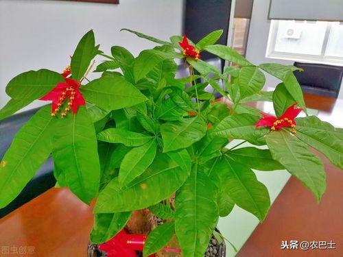 一、 频率：把握浇水节奏