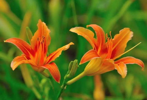 7月开白色花卉品种多，这些你了解吗？