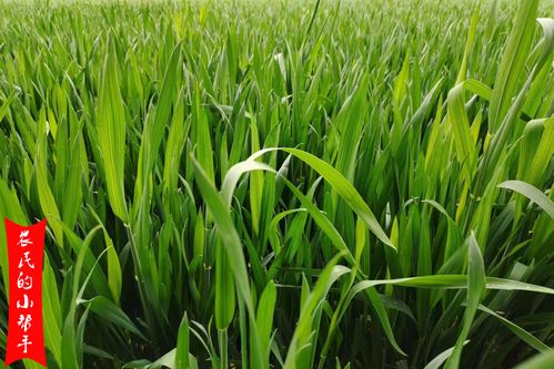 小麦常见病虫害防治药剂