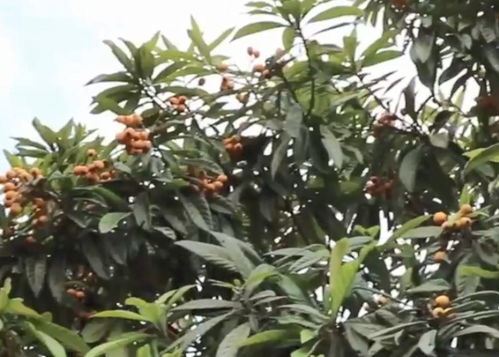 南方地区的水果种植优势