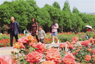 新闻发布会：第十届月季展览会筹备情况介绍