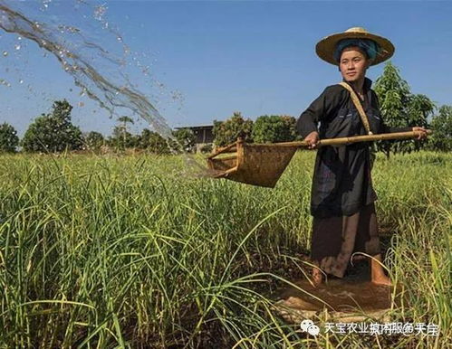 大蒜地里的杂草， 真是让人操碎了心