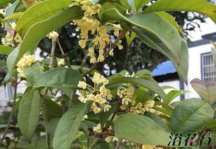 桂花树的开花奥秘