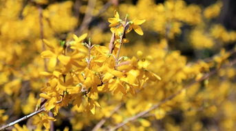 迎春花的魅力所在