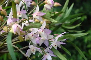 光照太强， 石斛不开花