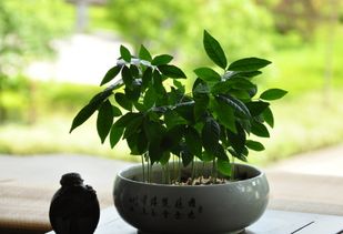 维生素C的神奇力量