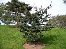 五针松种子：在何时收集发芽率低？揭秘如何避开采收误区提升80%的发芽率