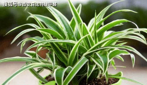 吊兰：经济实惠的室植物