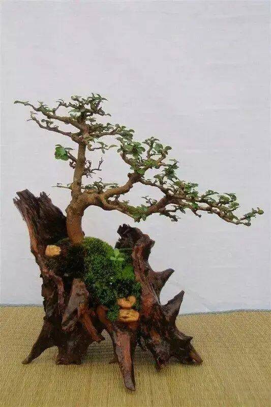 提升功Neng性， 树木修剪，平安先行