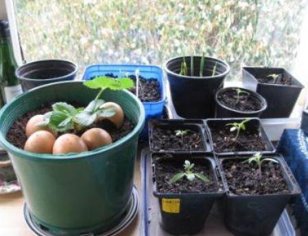 瓷花盆换土时如何正确操作以确保植物生长健康