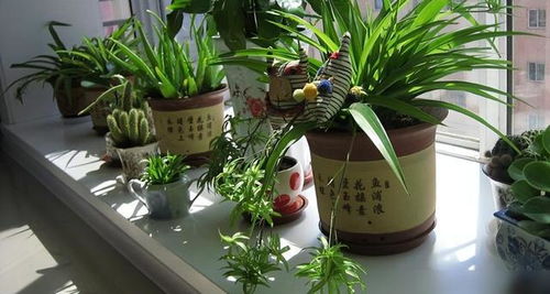 “室内植物长期缺光，如何养护
