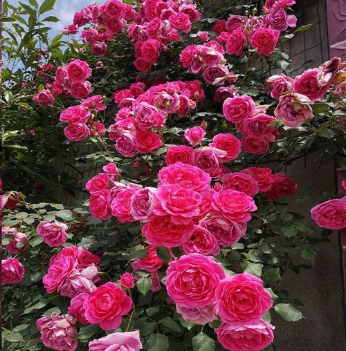 3、 藤本月季总想买一米多的大苗，直接堪花强