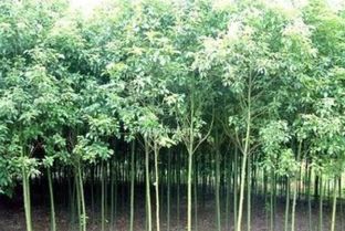 三段式破眠法，唤醒种子活力