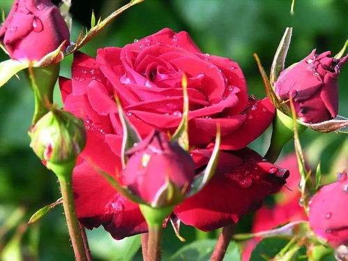 濮阳：中原文化的交汇地