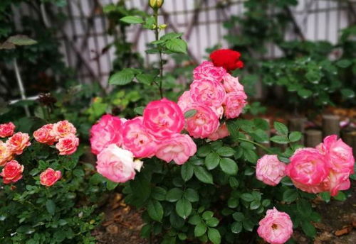 月季， 它是个喜肥的小家伙