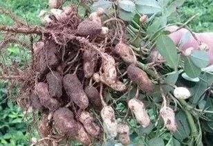 花生虫的烦恼，怎么破？