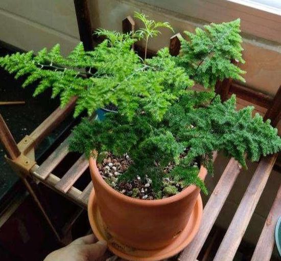 水杉盆栽制作，如何让枝叶繁茂